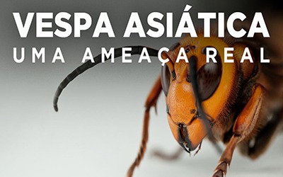 A VESPA ASIÁTICA - Uma ameaça real