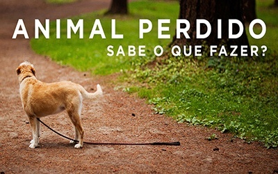 ANIMAL PERDIDO SABE O QUE FAZER?