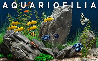 AQUARIOFILIA: A FUGA PARA O PARAÍSO