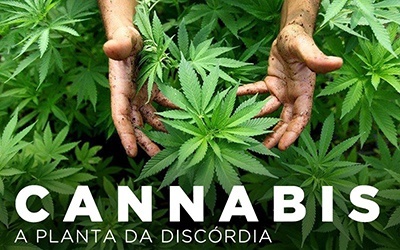 CANNABIS, A PLANTA DA DISCÓRDIA