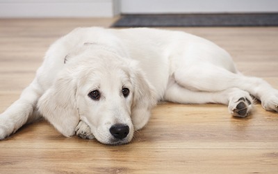 Costuma deixar o seu cão sozinho em casa durante muitas horas?