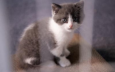 Gato clonado na China pela primeira vez