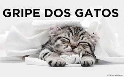 GRIPE DOS GATOS