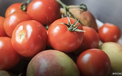 Ingestão de maçã e tomate potencia recuperação de pulmões de ex-fumadores