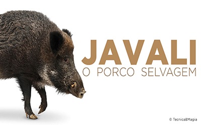 JAVALI, O PORCO SELVAGEM