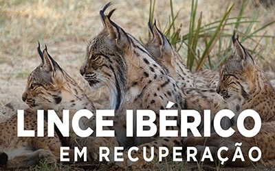 LINCE IBÉRICO - Em recuperação!