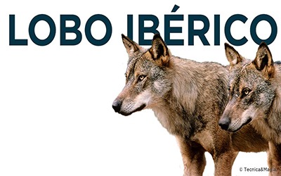 LOBO IBÉRICO