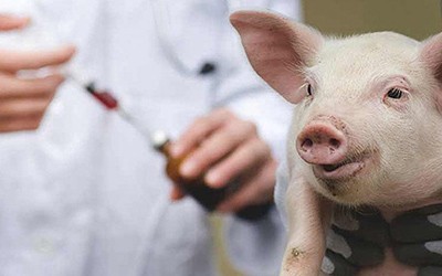 OMS pede fim de antibióticos na produção animal