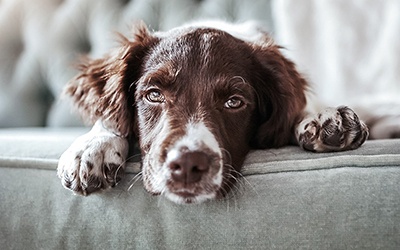 Osteoartrite em animais de companhia em crescimento