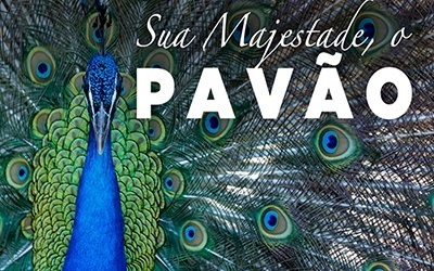 PAVÃO - Uma ave exuberante de beleza ímpar