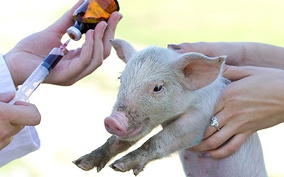 Publicadas recomendações para combater resistência antimicrobiana em animais de companhia