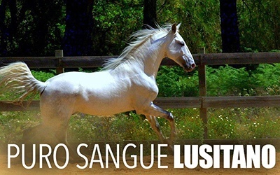 PURO SANGUE LUSITANO