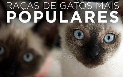 RAÇAS DE GATOS MAIS POPULARES