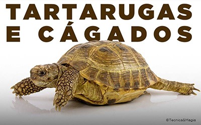 TARTARUGAS E CÁGADOS