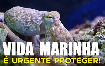 VIDA MARINHA - É urgente proteger!