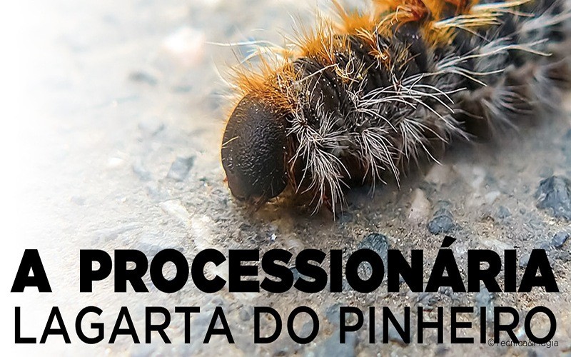 A PROCESSIONÁRIA