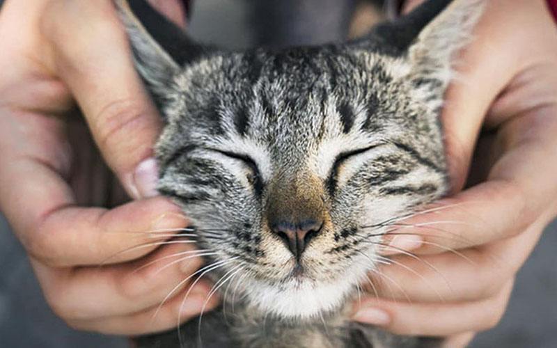 Afinal os gatos também criam laços com os donos