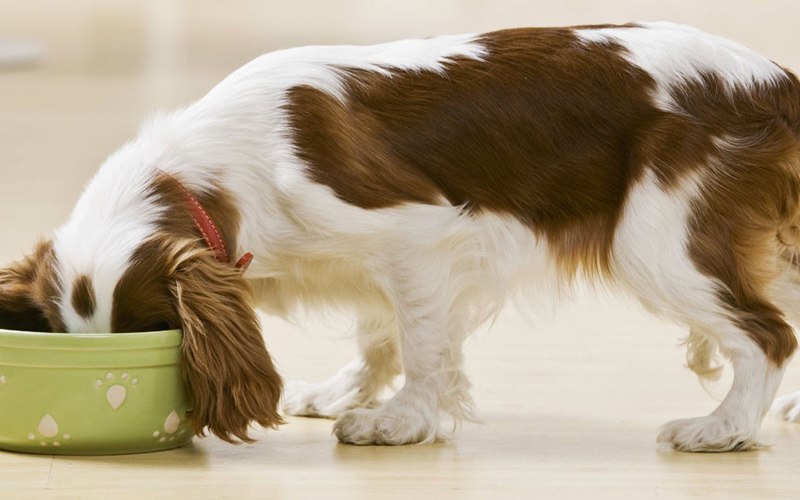 Alimentação mista beneficia saúde canina