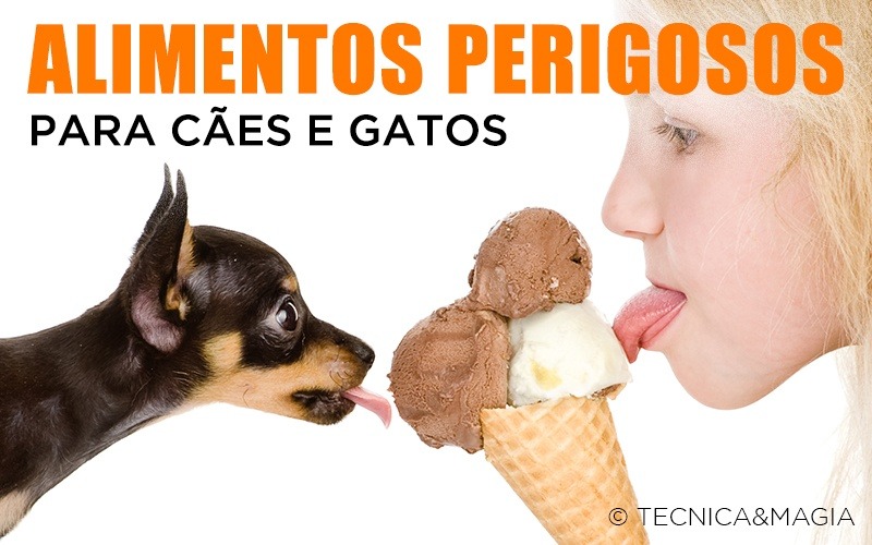 ALIMENTOS PERIGOSOS PARA CÃES E GATOS - Resista ao seu olhar suplicante!