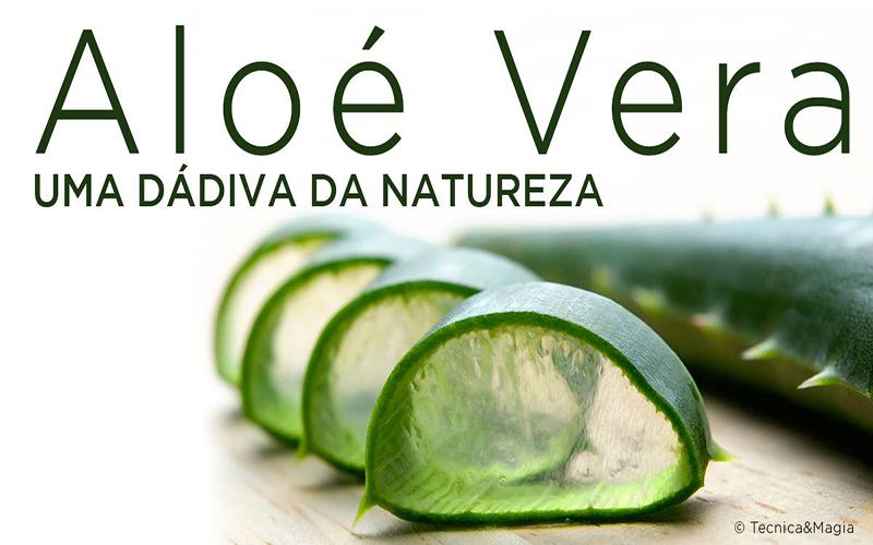 ALOÉ VERA, UMA DÁDIVA DA NATUREZA