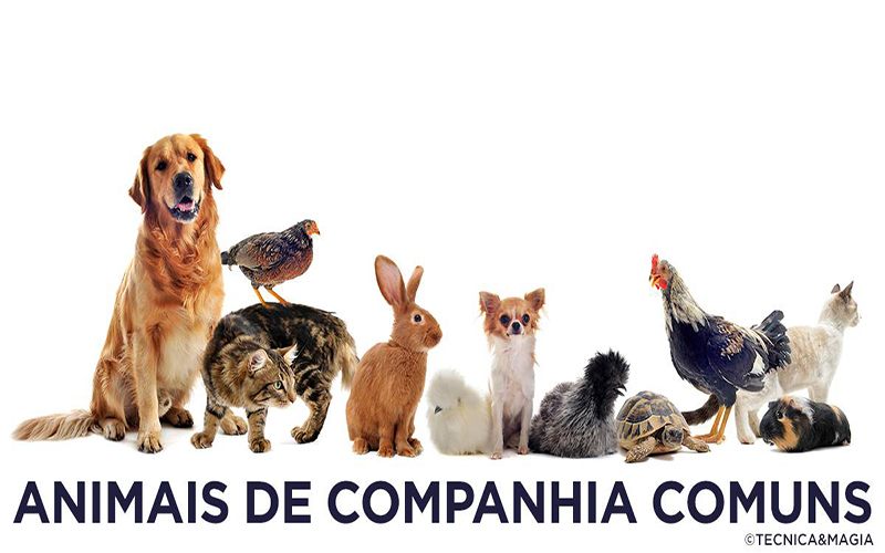 ANIMAIS DE COMPANHIA