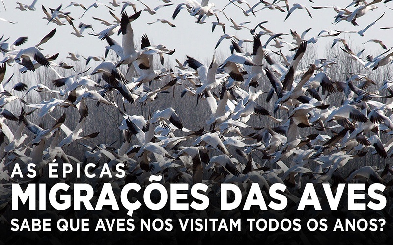 AS ÉPICAS MIGRAÇÕES DAS AVES - Sabe que aves nos visitam todos os anos?