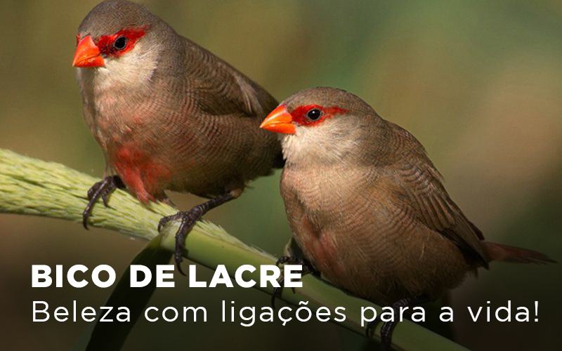 BICO DE LACRE - Beleza com ligações para a vida!