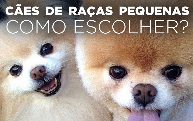 CÃES DE RAÇAS PEQUENAS COMO ESCOLHER?