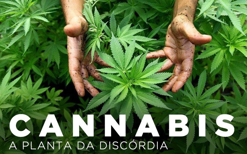 CANNABIS, A PLANTA DA DISCÓRDIA