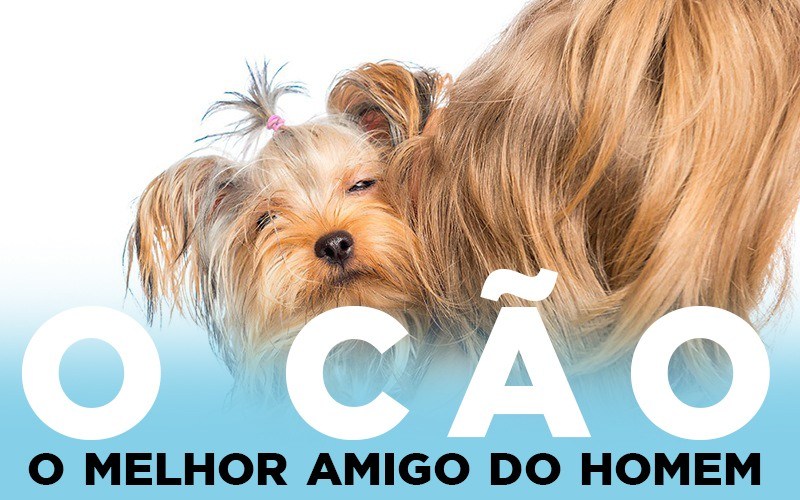 CÃO - O melhor amigo do Homem