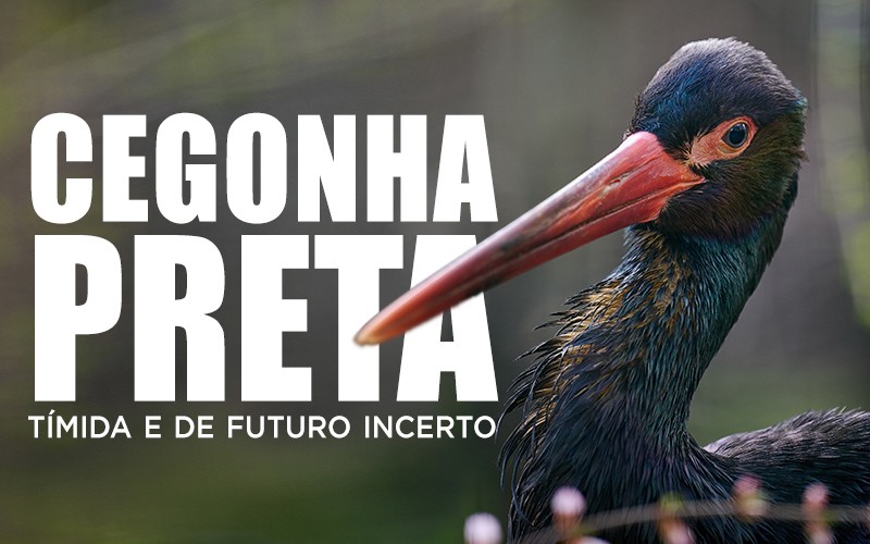 CEGONHA PRETA - Tímida e de futuro incerto