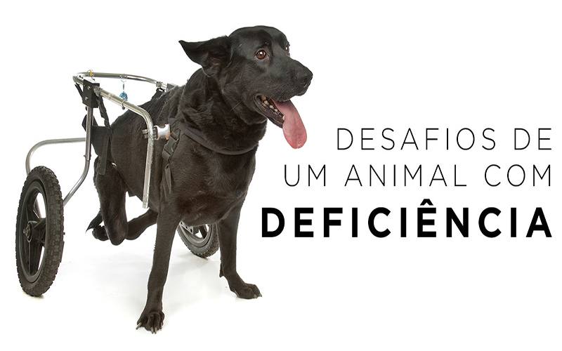 DESAFIOS DE UM ANIMAL COM DEFICIÊNCIA