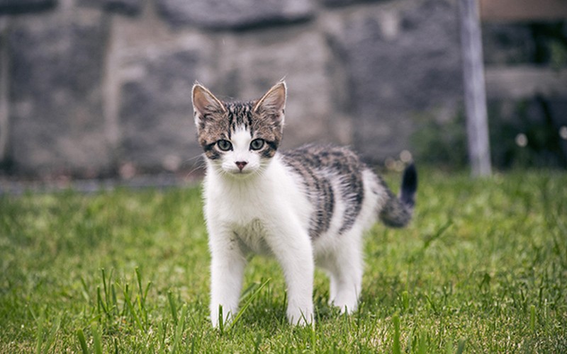 Desmame precoce pode influenciar agressividade em gatos