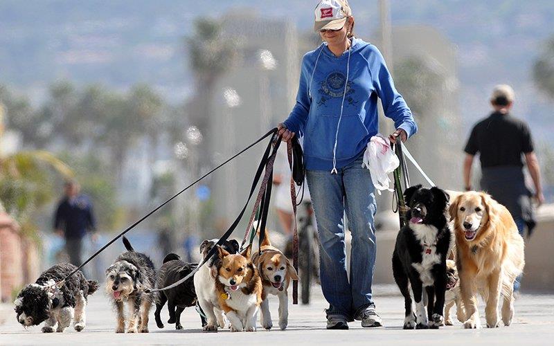 Dog walkers vão passar a ter guia de “boas práticas”