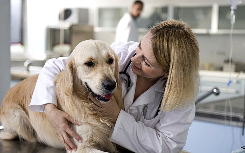 Esterilização em cães de grande porte aumenta risco de obesidade