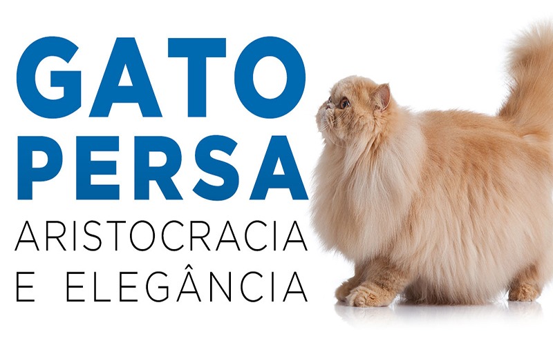 GATO PERSA - Aristocracia e elegância