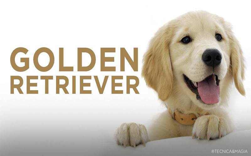 GOLDEN RETRIEVER