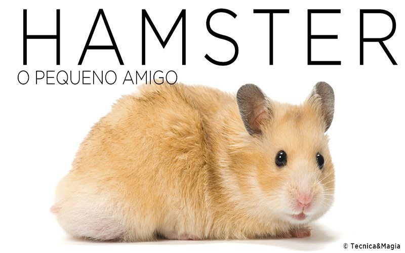 Ratos agressivos viram motivo de alerta 