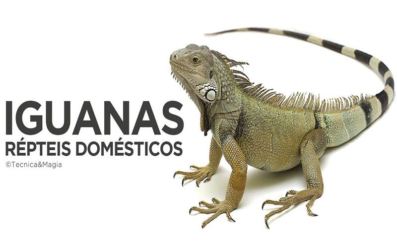 IGUANAS, RÉPTEIS DOMÉSTICOS