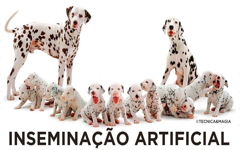 INSEMINAÇÃO ARTIFICIAL