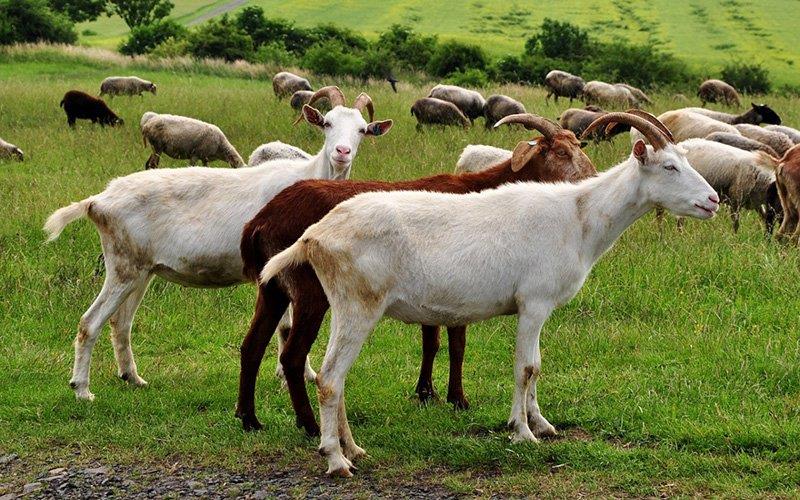 Investigadores estudam vegetação mediterrânica preferida por cabras