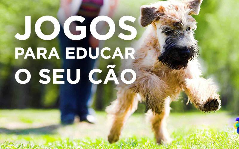 JOGOS PARA EDUCAR O SEU CÃO