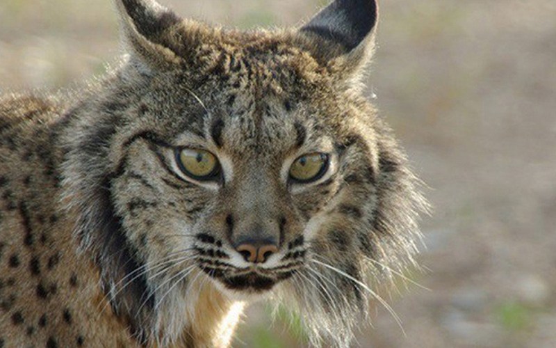 Lince ibérico pode deixar de ser espécie ameaçada