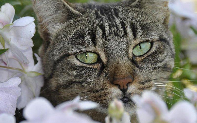 Lírios são altamente tóxicos para os gatos