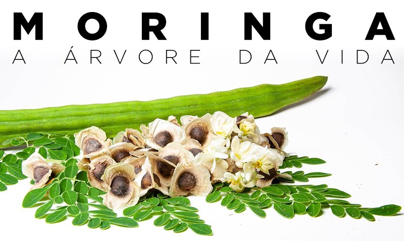 MORINGA, A ÁRVORE DA VIDA