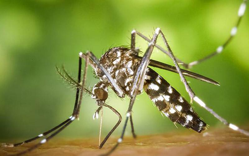 Mosquito transmissor da dengue detetado em Portugal