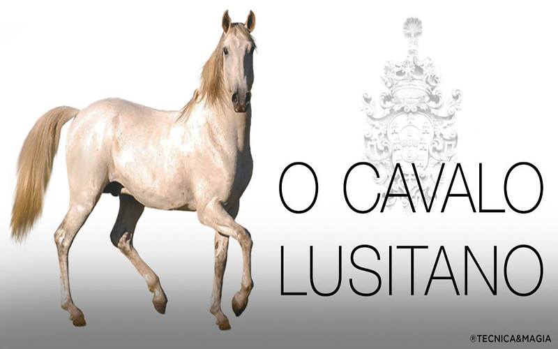 O CAVALO LUSITANO