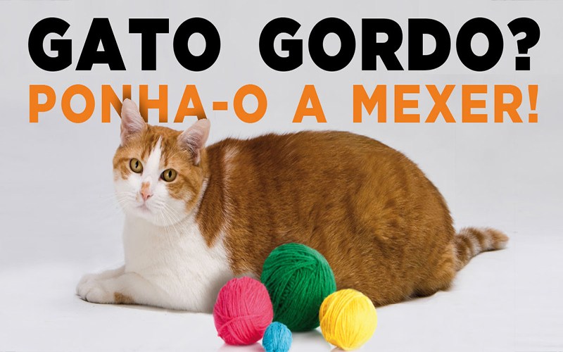 O SEU GATO ESTÁ GORDO? PONHA-O A MEXER!