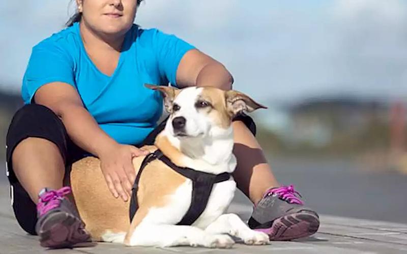 Pessoas obesas têm maior probabilidade de ter cães obesos