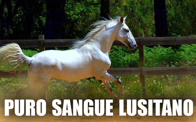 PURO SANGUE LUSITANO